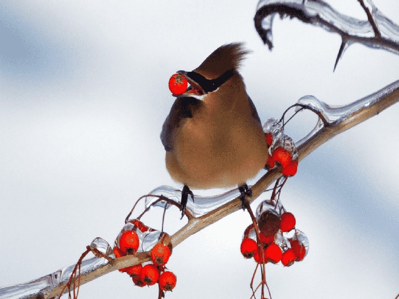 试管双胎丫头(试管单精子植入费用)